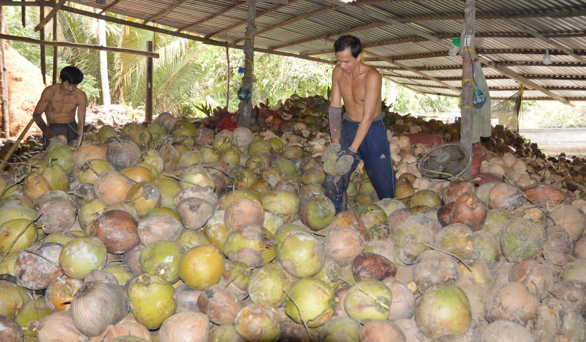 Bến Tre có nhiều chính sách ưu đãi cho nông dân và doanh nghiệp đầu tư vào cây dừa và ngành dừa. Ảnh: Thanh Bạch. Bến Tre có nhiều chính sách ưu đãi cho nông dân và doanh nghiệp đầu tư vào cây dừa và ngành dừa. Ảnh: Thanh Bạch.