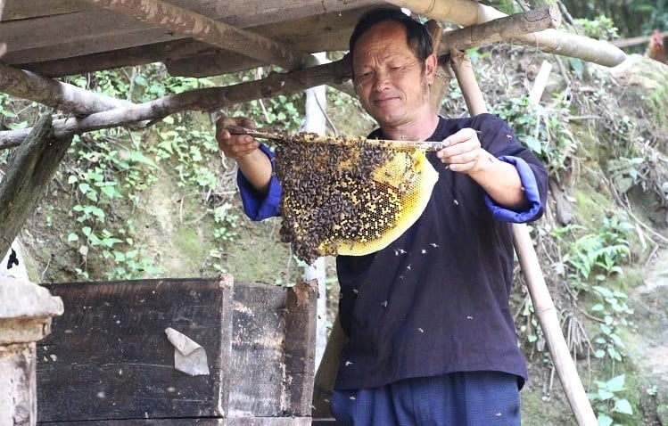 Gia đình ông Giàng A Phềnh ở bản Dào Xa, xã Kim Nọi (huyện Mù Cang Chải) có thu nhập khá từ nghề nuôi ong mật. Ảnh: Thanh Tiến.
