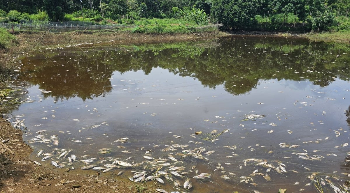 Ao nuôi cá của gia đình anh Quách Văn Quang chết trắng sau một đêm. Ảnh: Quốc Toản. Ao nuôi cá của gia đình anh Quách Văn Quang chết trắng sau một đêm. Ảnh: Quốc Toản.