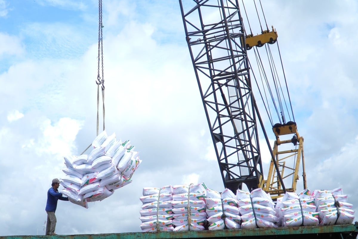 Hoạt động bốc dỡ hàng hóa tại cảng Cái Cui (TP Cần Thơ). Ảnh: Kim Anh. Hoạt động bốc dỡ hàng hóa tại cảng Cái Cui (TP Cần Thơ). Ảnh: Kim Anh.