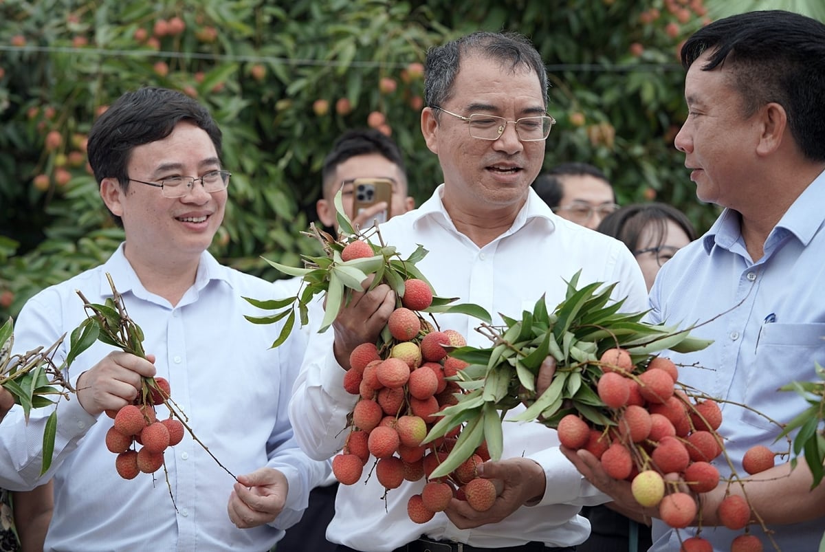 Vải thiều Thanh Hà niên vụ 2025 được đánh giá là được mùa. Ảnh: Bảo Thắng. Vải thiều Thanh Hà niên vụ 2025 được đánh giá là được mùa. Ảnh: Bảo Thắng.