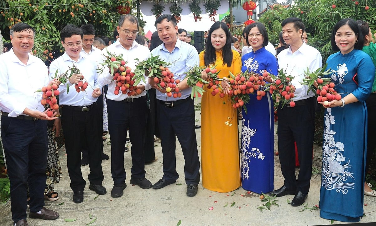 Lãnh đạo Trung ương và tỉnh Hải Dương tham quan vùng vải thiều Thanh Hà. Ảnh: Phạm Hiếu. Lãnh đạo Trung ương và tỉnh Hải Dương tham quan vùng vải thiều Thanh Hà. Ảnh: Phạm Hiếu.
