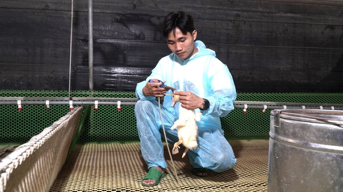 Dựa vào kết quả, người nuôi điều chỉnh lịch tiêm phòng linh hoạt, nâng hiệu quả phòng bệnh. Ảnh: Trần Phi. Dựa vào kết quả, người nuôi điều chỉnh lịch tiêm phòng linh hoạt, nâng hiệu quả phòng bệnh. Ảnh: Trần Phi.