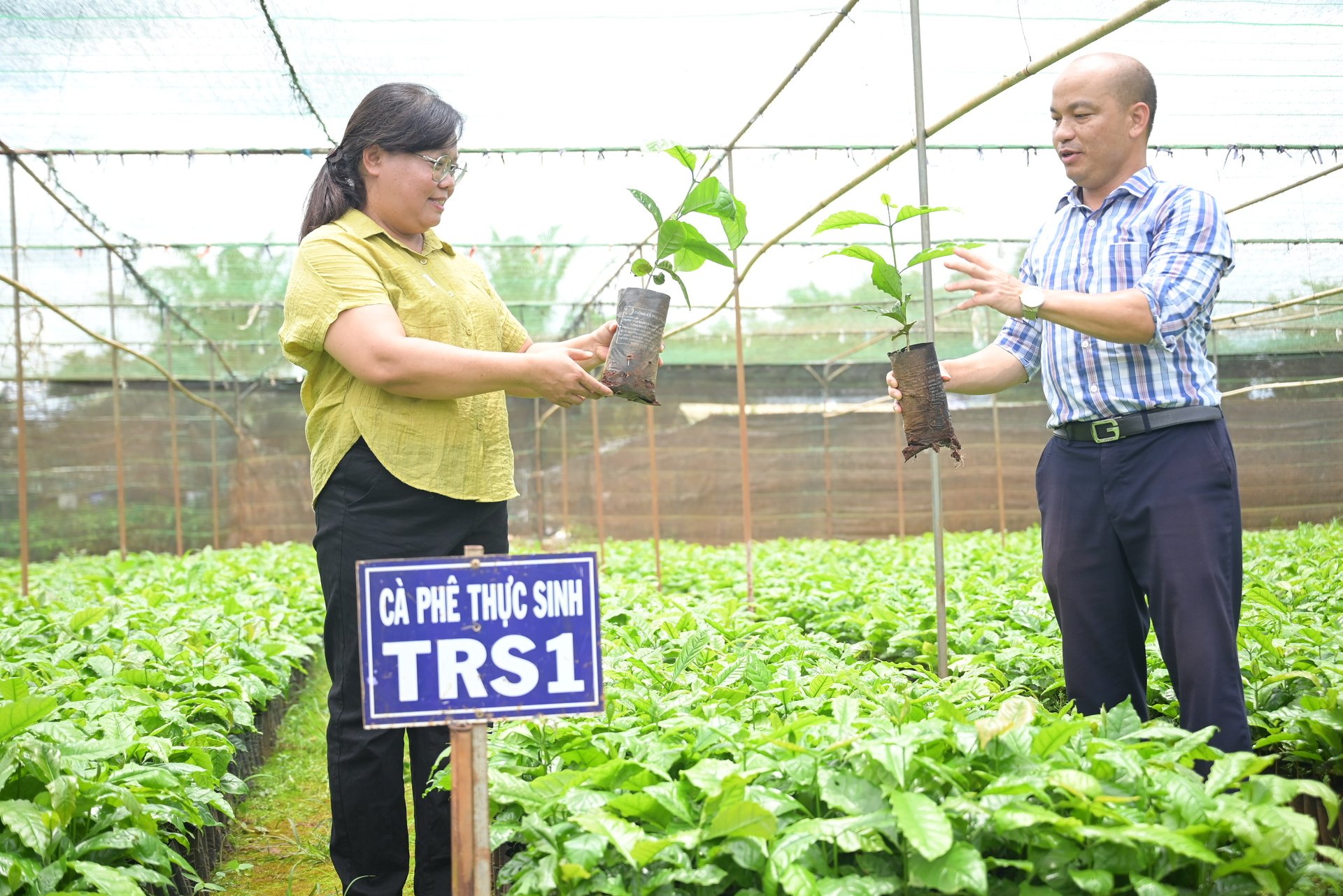 Thạc sĩ Đinh Thị Tú Oanh (trái), Trưởng bộ môn Cây công nghiệp (Viện Khoa học kỹ thuật Nông lâm nghiệp Tây Nguyên) khuyến cáo chọn giống cà phê phải đảm bảo nguồn gốc để tránh thiệt hại về sau. Ảnh: Phạm Hoài. Thạc sĩ Đinh Thị Tú Oanh (trái), Trưởng bộ môn Cây công nghiệp (Viện Khoa học kỹ thuật Nông lâm nghiệp Tây Nguyên) khuyến cáo chọn giống cà phê phải đảm bảo nguồn gốc để tránh thiệt hại về sau. Ảnh: Phạm Hoài.