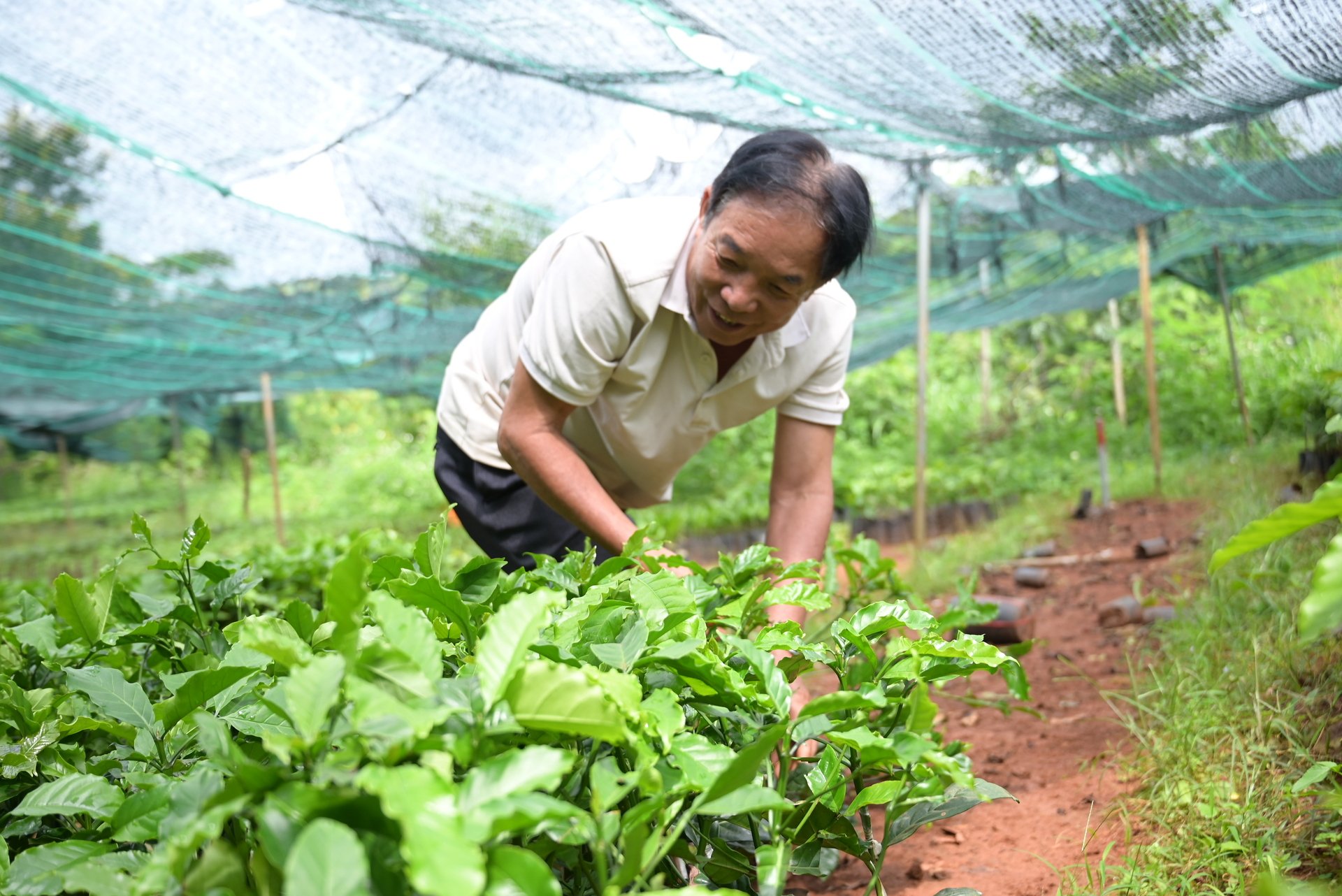 Ông Nguyễn Đăng Doanh, một nông dân trồng cà phê lâu năm tại phường Nghĩa Thành (TP Gia Nghĩa) đang chọn mua cây giống cà phê. Ảnh: Phạm Hoài. Ông Nguyễn Đăng Doanh, một nông dân trồng cà phê lâu năm tại phường Nghĩa Thành (TP Gia Nghĩa) đang chọn mua cây giống cà phê. Ảnh: Phạm Hoài.