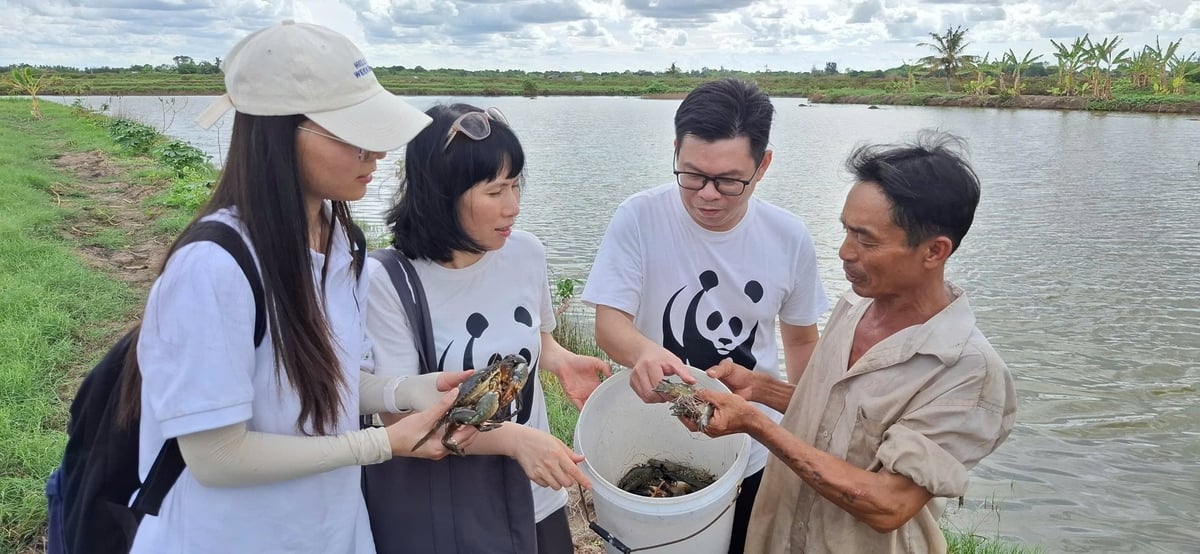 Đại diện WWF tham quan mô hình nuôi tôm trong dự án tại huyện Đông Hải. Ảnh: Trọng Linh. Đại diện WWF tham quan mô hình nuôi tôm trong dự án tại huyện Đông Hải. Ảnh: Trọng Linh.