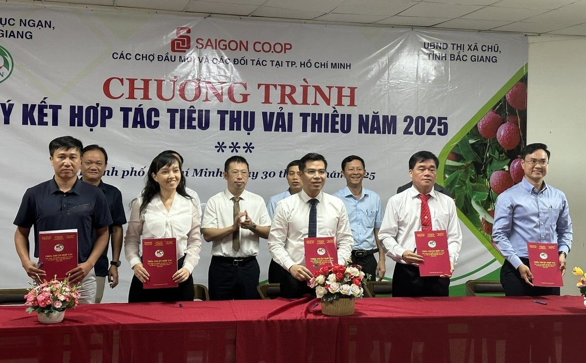 Các hệ thống phân phối, chợ đầu mối ký cam kết tiêu thụ 16.500 tấn vải thiều trong vụ mùa 2025. Ảnh: Hà Duyên Các hệ thống phân phối, chợ đầu mối ký cam kết tiêu thụ 16.500 tấn vải thiều trong vụ mùa 2025. Ảnh: Hà Duyên