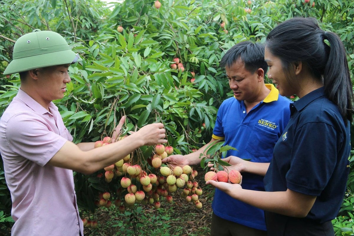 Lãnh đạo địa phương thường xuyên kiểm tra, hướng dẫn người dân thực hiện các biện pháp kỹ thuật chăm sóc cây vải. Lãnh đạo địa phương thường xuyên kiểm tra, hướng dẫn người dân thực hiện các biện pháp kỹ thuật chăm sóc cây vải.