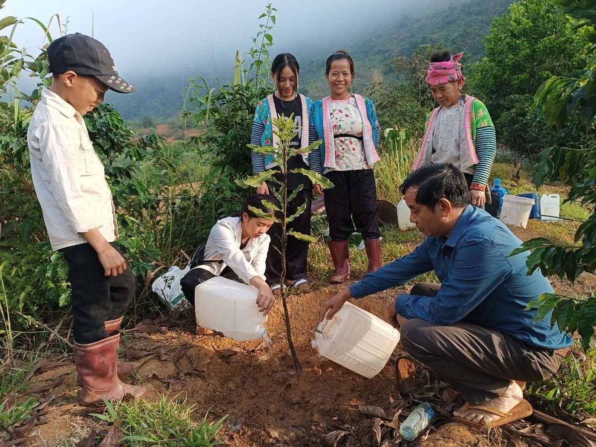 Nông dân Tuần Giáo chăm sóc mắc ca. Ảnh: Trần Hương. Nông dân Tuần Giáo chăm sóc mắc ca. Ảnh: Trần Hương.