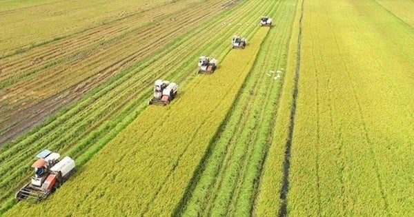 The merger of Mekong Delta provinces and cities will contribute to planning large-scale agricultural production areas. Photo: VAN.