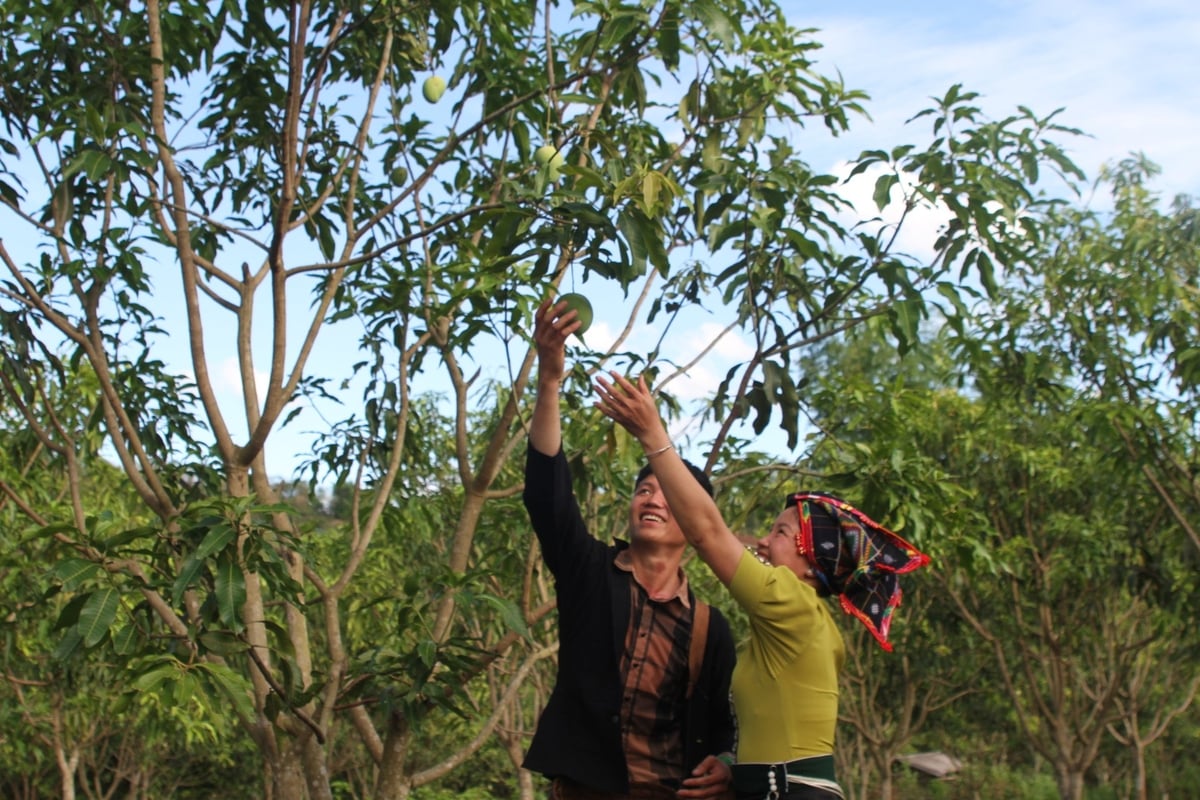 Phần thi hái xoài bằng tay. Ảnh: Nguyễn Nga. Phần thi hái xoài bằng tay. Ảnh: Nguyễn Nga.