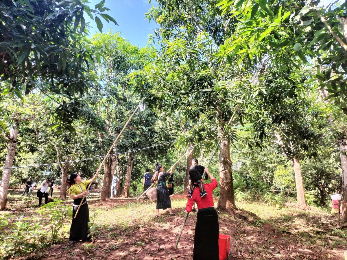 Phần thi hái xoài bằng sào. Ảnh: Nguyễn Nga. Phần thi hái xoài bằng sào. Ảnh: Nguyễn Nga.