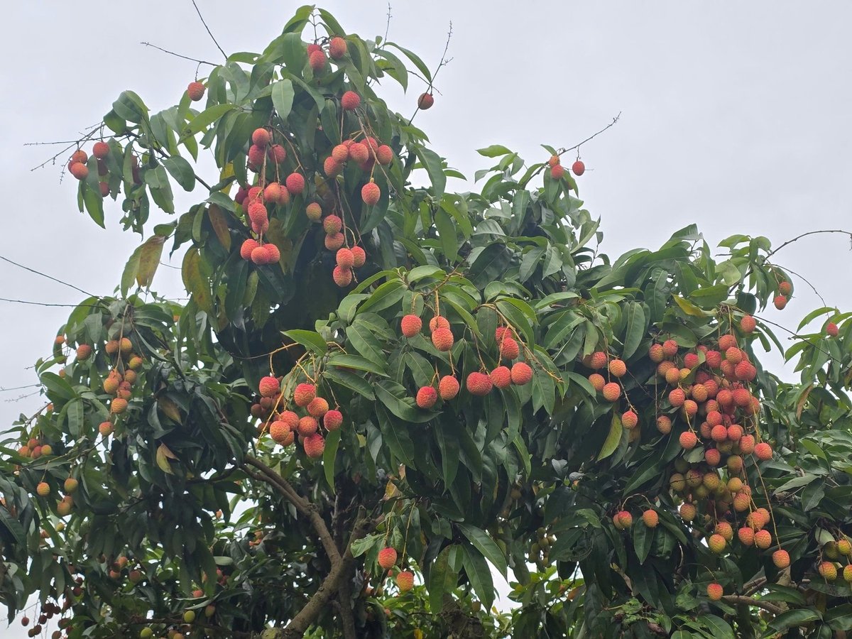 Vải chín sớm tại xã Hồng Giang, thị xã Chũ. Ảnh: Hoàng Phong.