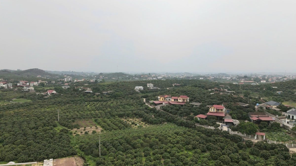 Năm 2025, huyện Tân Yên có tổng diện tích vải 1.375 ha, sản lượng ước đạt 15.500 tấn (ước tăng 500 tấn so với năm 2024). Năm 2025, huyện Tân Yên có tổng diện tích vải 1.375 ha, sản lượng ước đạt 15.500 tấn (ước tăng 500 tấn so với năm 2024).