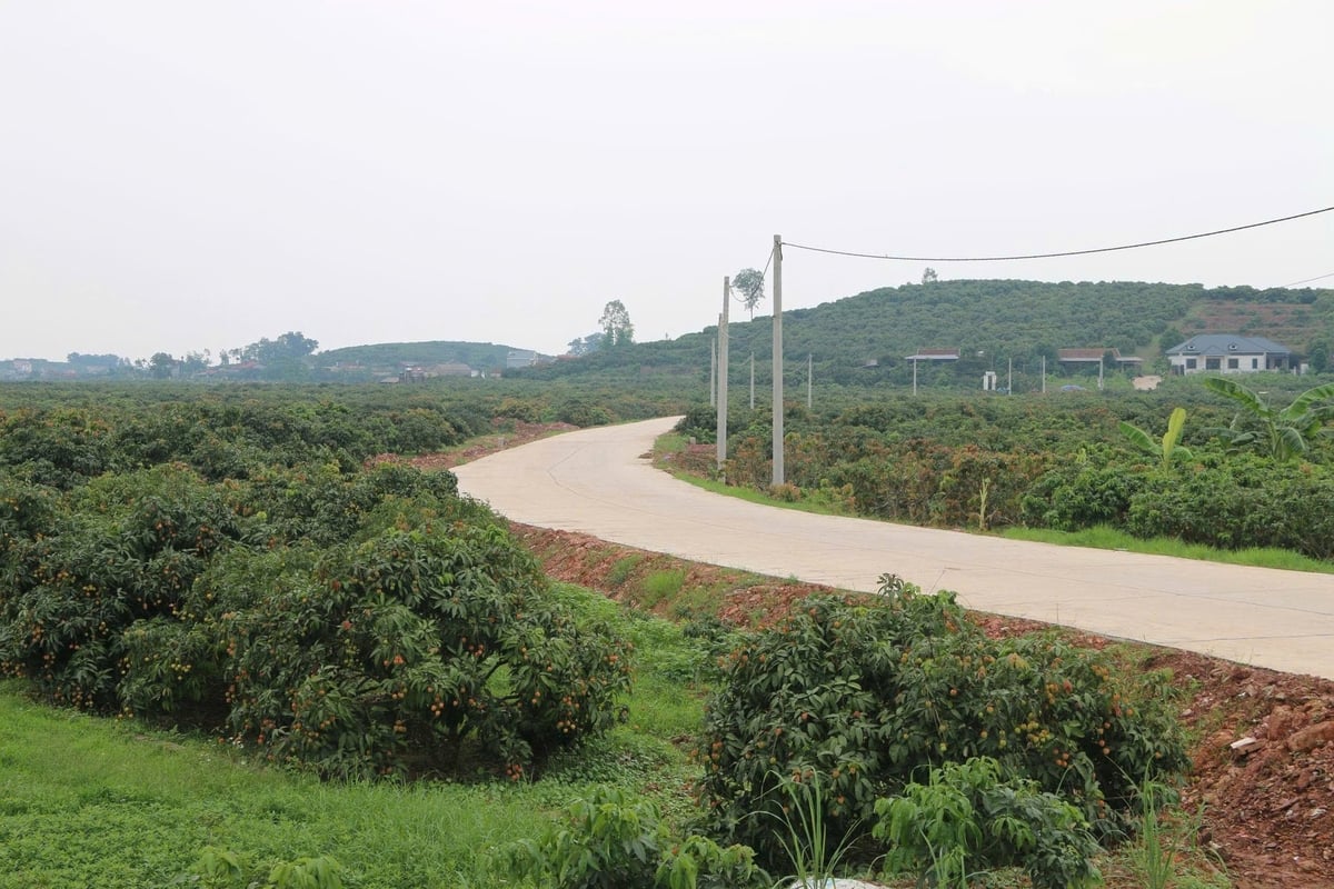 UBND huyện Tân Yên làm tốt công tác điều tra, dự tính, dự báo, phát hiện để khuyến cáo người sản xuất các biện pháp kỹ thuật phòng trừ sâu bệnh kịp thời và hiệu quả, đảm bảo an toàn thực phẩm cho quả vải gắn với bảo vệ môi trường sinh thái. UBND huyện Tân Yên làm tốt công tác điều tra, dự tính, dự báo, phát hiện để khuyến cáo người sản xuất các biện pháp kỹ thuật phòng trừ sâu bệnh kịp thời và hiệu quả, đảm bảo an toàn thực phẩm cho quả vải gắn với bảo vệ môi trường sinh thái.