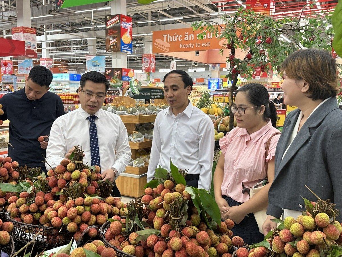 Chất lượng vải thiều Lục Ngạn ngày càng được nâng cao nhờ chuyển hướng sang sản xuất an toàn. Ảnh: Hà Duyên Chất lượng vải thiều Lục Ngạn ngày càng được nâng cao nhờ chuyển hướng sang sản xuất an toàn. Ảnh: Hà Duyên