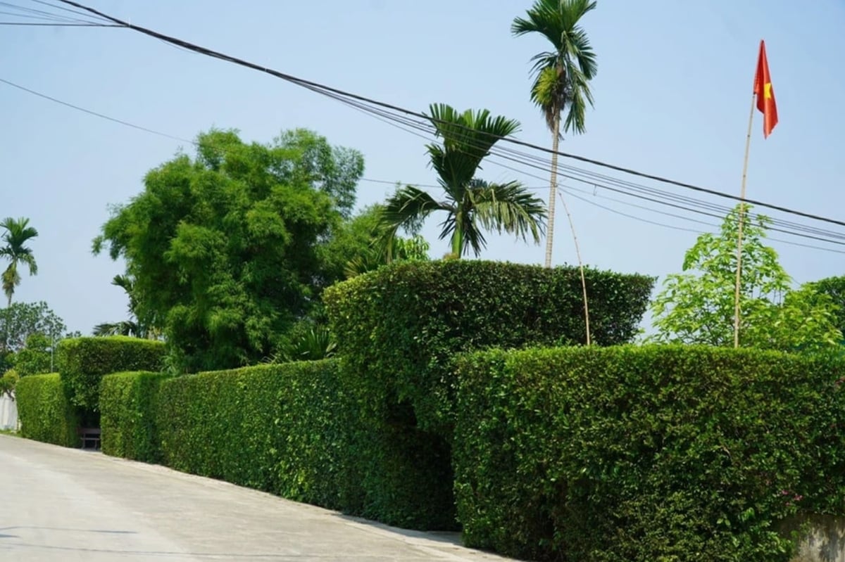Hàng rào duối tại xã Tùng Ảnh, Đức Thọ, Hà Tĩnh. Ảnh: Bùi Ngân.