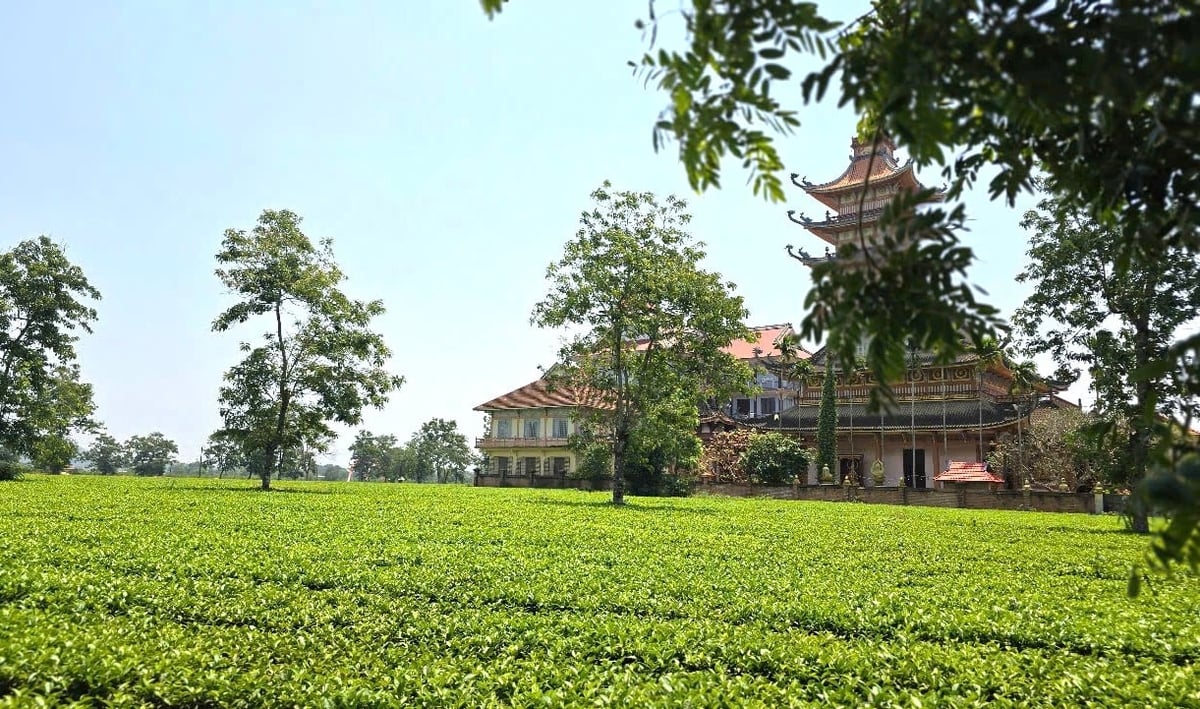 Đồi chè cổ thụ tuyệt đẹp tại xã Nghĩa Hưng, huyện Chư Păh. Ảnh: Tuấn Anh. Đồi chè cổ thụ tuyệt đẹp tại xã Nghĩa Hưng, huyện Chư Păh. Ảnh: Tuấn Anh.