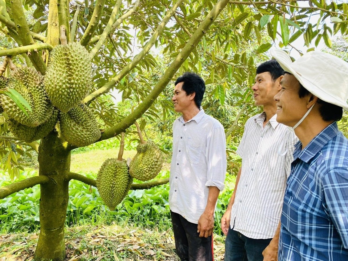 Hiệp hội Rau quả Việt Nam phối hợp với các địa phương tổ chức xét nghiệm mẫu đất, nước và hướng dẫn kỹ thuật cho nông dân cải tạo đất. Ảnh: Minh Sáng. Hiệp hội Rau quả Việt Nam phối hợp với các địa phương tổ chức xét nghiệm mẫu đất, nước và hướng dẫn kỹ thuật cho nông dân cải tạo đất. Ảnh: Minh Sáng.