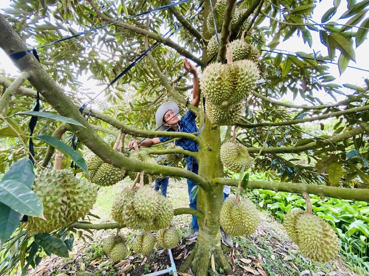Nhờ giữ được cấu trúc tự nhiên của đất, cây trồng phát triển khỏe mạnh, sản phẩm nông nghiệp an toàn hơn. Ảnh: Minh Sáng. Nhờ giữ được cấu trúc tự nhiên của đất, cây trồng phát triển khỏe mạnh, sản phẩm nông nghiệp an toàn hơn. Ảnh: Minh Sáng.