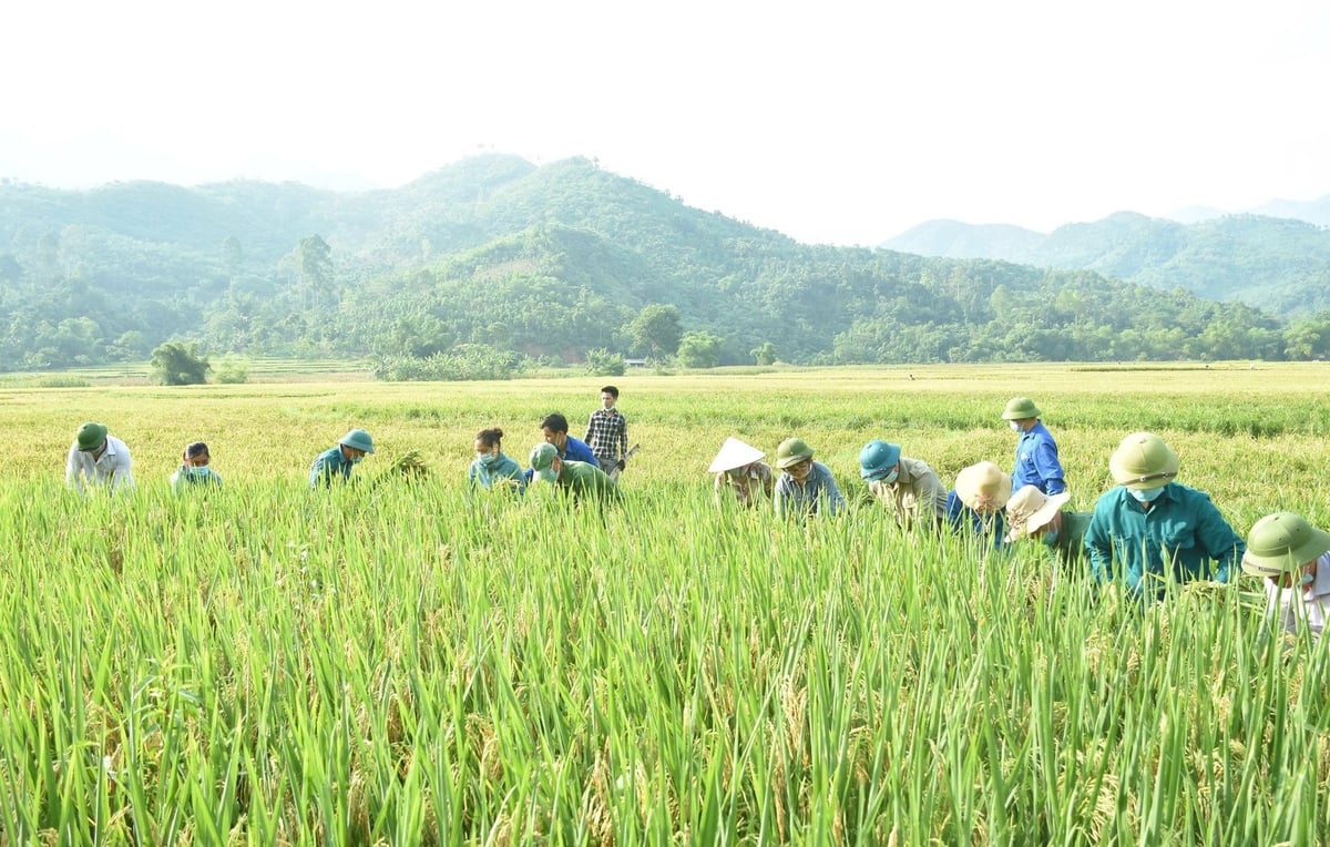 Vụ đông xuân của tỉnh Yên Bái, nhiều chỉ tiêu đạt kết quả cao. Ảnh: Thanh Ngà. Vụ đông xuân của tỉnh Yên Bái, nhiều chỉ tiêu đạt kết quả cao. Ảnh: Thanh Ngà.