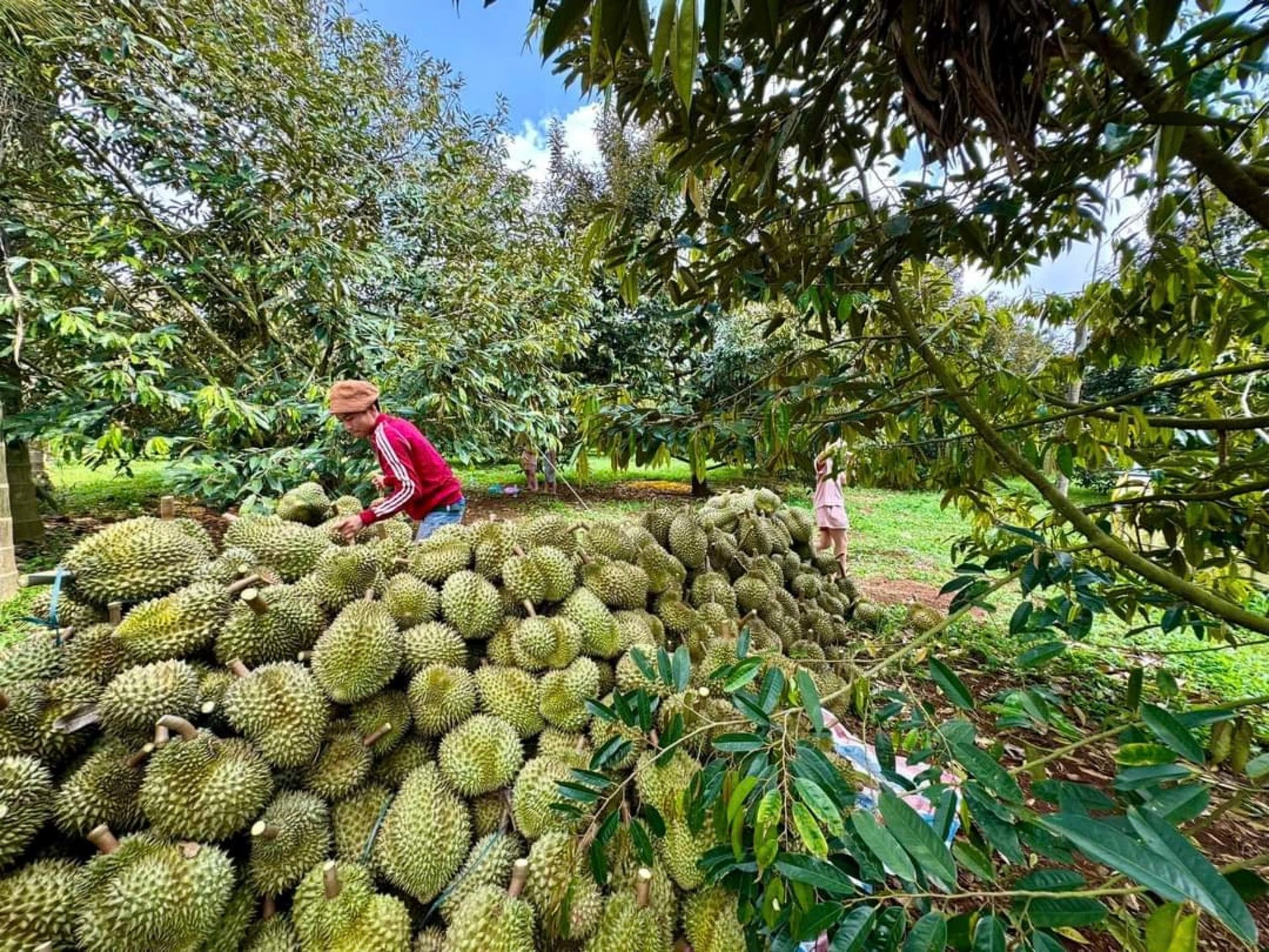 Cần sự phối hợp nhằm tìm ra giải pháp tháo gỡ khó khăn và nâng cao giá trị sầu riêng Việt Nam trên thị trường quốc tế. Ảnh: Tuấn Trần.