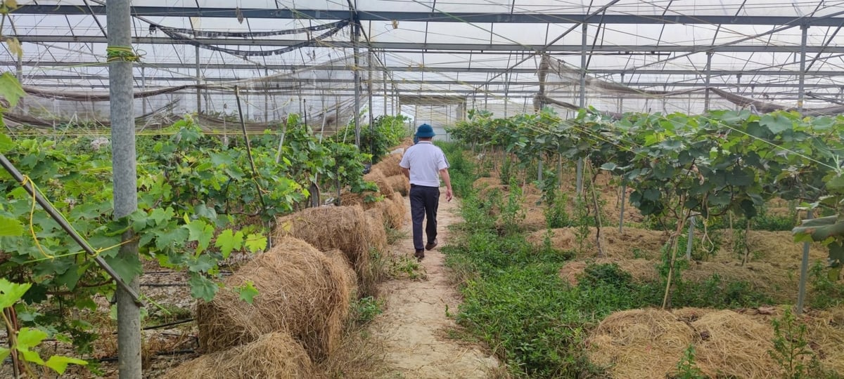 Giải pháp sử dụng rơm rạ thay cho mảng phủ đất. Ảnh: IAE. Giải pháp sử dụng rơm rạ thay cho mảng phủ đất. Ảnh: IAE.