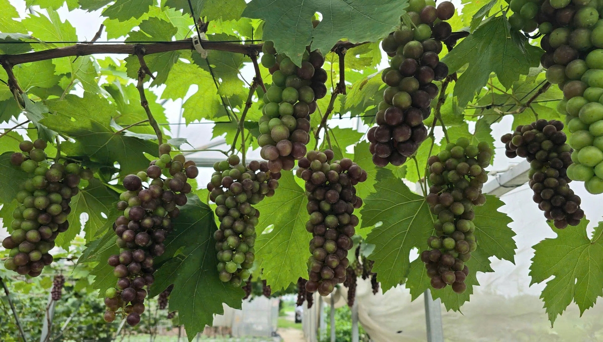 Ngoài vải thiều, huyện Tân Yên còn có nhiều loại cây trồng khác (như nho) cũng đem lại hiệu quả kinh tế cho người dân. Theo đó, nhiều mô hình trồng cây ăn quả được thực hiện theo hướng công nghệ cao gắn với bảo vệ môi trường sinh thái. Ngoài vải thiều, huyện Tân Yên còn có nhiều loại cây trồng khác (như nho) cũng đem lại hiệu quả kinh tế cho người dân. Theo đó, nhiều mô hình trồng cây ăn quả được thực hiện theo hướng công nghệ cao gắn với bảo vệ môi trường sinh thái.