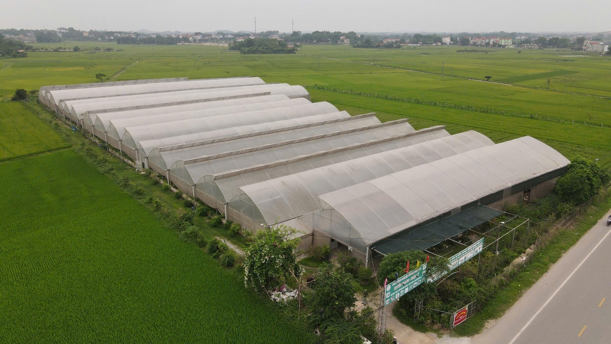Nhờ sản xuất theo công nghệ cao, sản phẩm của Hợp tác xã nông nghiệp công nghệ cao Huyền Trang – Ngọc Lý luôn đạt năng suất, chất lượng và bảo đảm vệ sinh an toàn thực phẩm. Nhờ sản xuất theo công nghệ cao, sản phẩm của Hợp tác xã nông nghiệp công nghệ cao Huyền Trang – Ngọc Lý luôn đạt năng suất, chất lượng và bảo đảm vệ sinh an toàn thực phẩm.