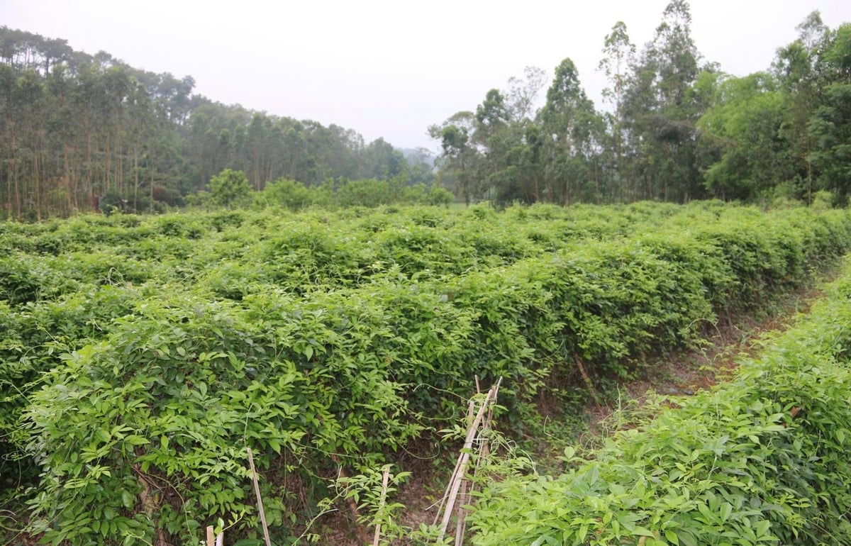Còn tại xã Liên Chung, Sâm núi Dành là một sản phẩm nổi tiếng, đem lại giá trị kinh tế khá cao. Đây là sản phẩm được xem như một loại dược liệu quý của vùng núi Chung Sơn (nay là núi Dành). Còn tại xã Liên Chung, Sâm núi Dành là một sản phẩm nổi tiếng, đem lại giá trị kinh tế khá cao. Đây là sản phẩm được xem như một loại dược liệu quý của vùng núi Chung Sơn (nay là núi Dành).