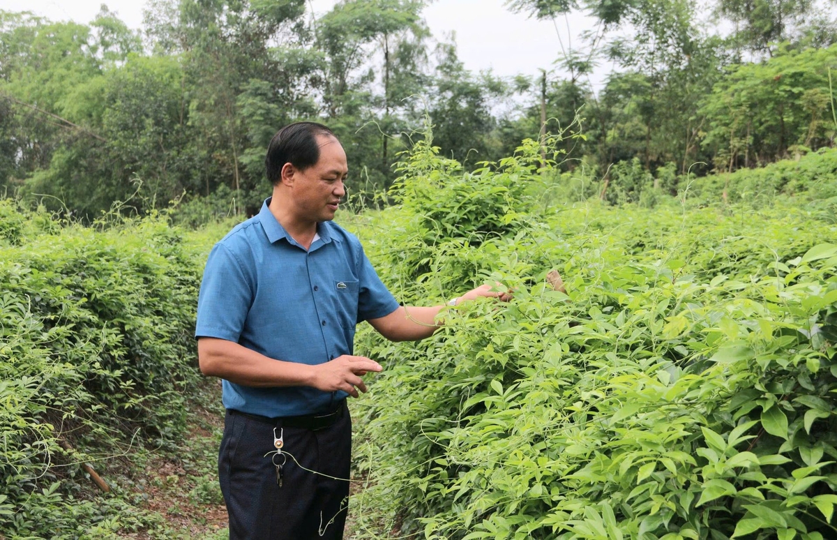 Ông Nguyễn Đắc Văn – Phó Chủ tịch UBND xã Liên Chung cho biết, Sâm núi Dành có nhiều công dụng như: mát gan, tiêu độc, giải nhiệt, tiêu hóa, an thần chữa mất ngủ... Ông Nguyễn Đắc Văn – Phó Chủ tịch UBND xã Liên Chung cho biết, Sâm núi Dành có nhiều công dụng như: mát gan, tiêu độc, giải nhiệt, tiêu hóa, an thần chữa mất ngủ...