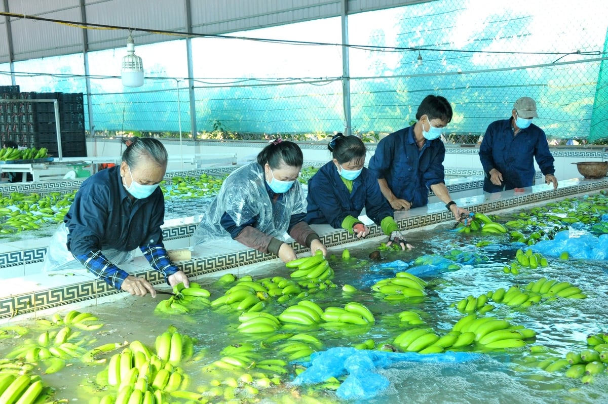 Hiện nay, Việt Nam và Trung Quốc đã ký kết 28 Thỏa thuận ghi nhớ và Nghị định thư về xuất nhập khẩu nông, lâm, thủy sản đến thời điểm hiện tại là kết quả rất quan trọng, thể hiện sự hợp tác chặt chẽ, tin cậy và quyết tâm của hai quốc gia trong thúc đẩy thương mại nông sản bền vững. Ảnh: Lê Hoàng Vũ.