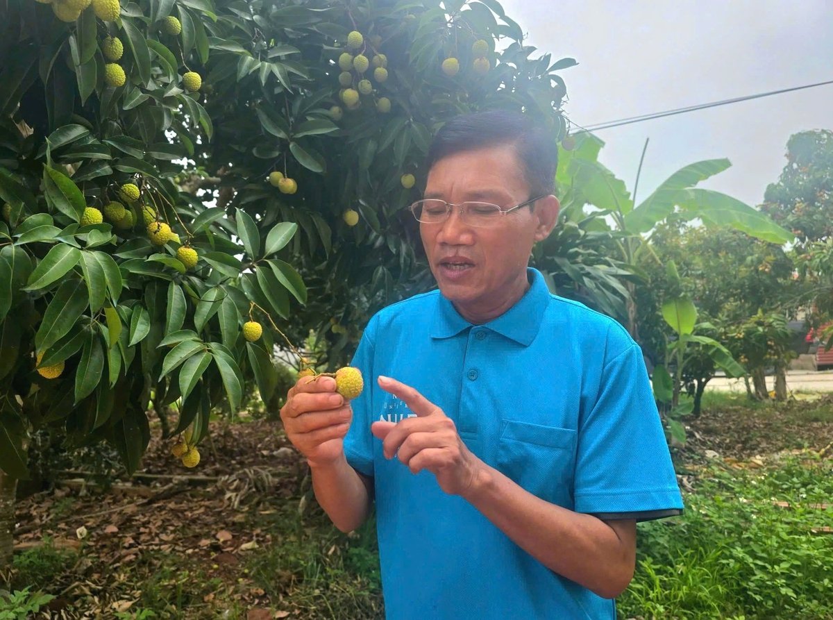 Ông Trần Đình Thư (tổ dân phố Nhập Thành, phường Chũ) chia sẻ đặc điểm nhận biết vải thiều Lục Ngạn. Ảnh: Hoàng Phong. Ông Trần Đình Thư (tổ dân phố Nhập Thành, phường Chũ) chia sẻ đặc điểm nhận biết vải thiều Lục Ngạn. Ảnh: Hoàng Phong.