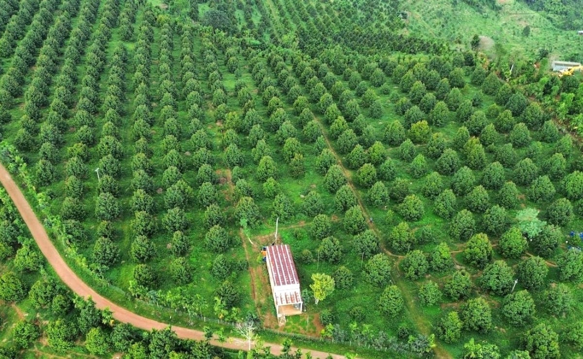 Các địa phương bảo đảm nguồn cung lương thực, thực phẩm đáp ứng đầy đủ nhu cầu trong nước. Ảnh: Tuấn Anh. Các địa phương bảo đảm nguồn cung lương thực, thực phẩm đáp ứng đầy đủ nhu cầu trong nước. Ảnh: Tuấn Anh.