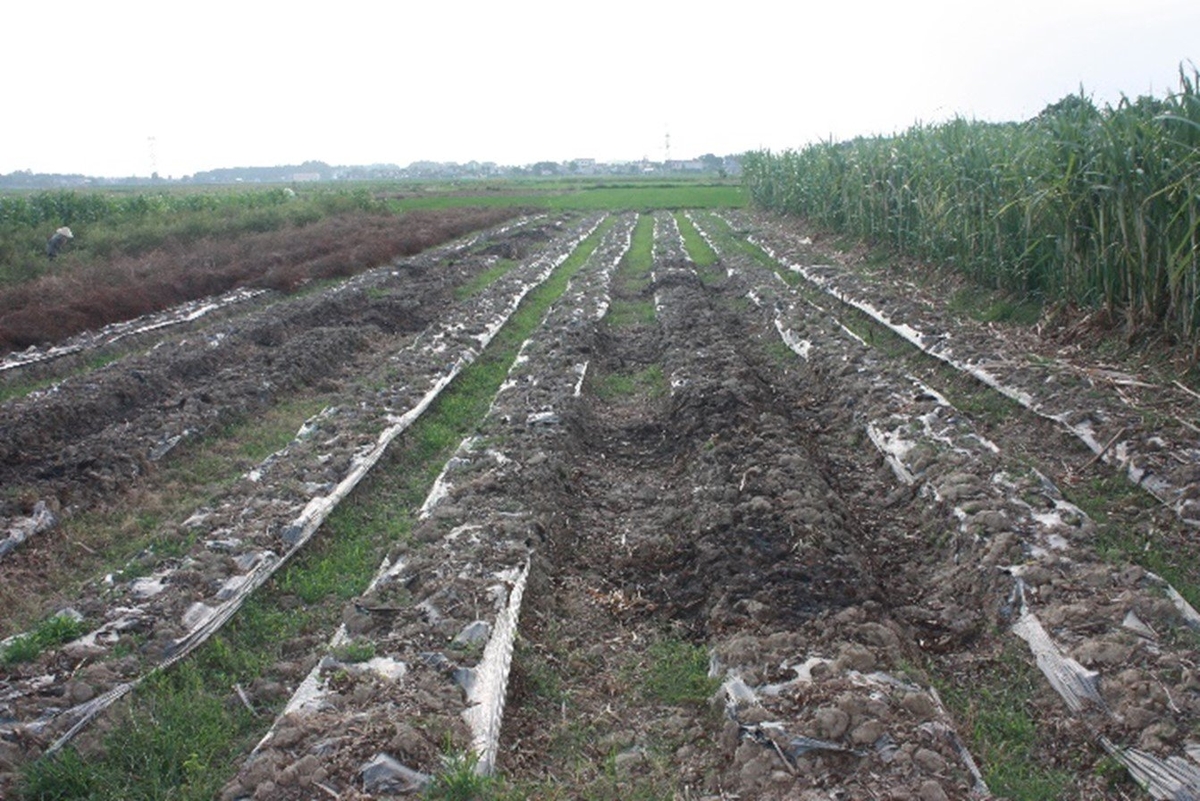 Màng nhựa phủ đất sau khi thu hoạch cây trồng còn để nguyên trên đất đang bị phân hủy thành mảnh nhựa và phát tán vào môi trường. Ảnh: IAE. Màng nhựa phủ đất sau khi thu hoạch cây trồng còn để nguyên trên đất đang bị phân hủy thành mảnh nhựa và phát tán vào môi trường. Ảnh: IAE.