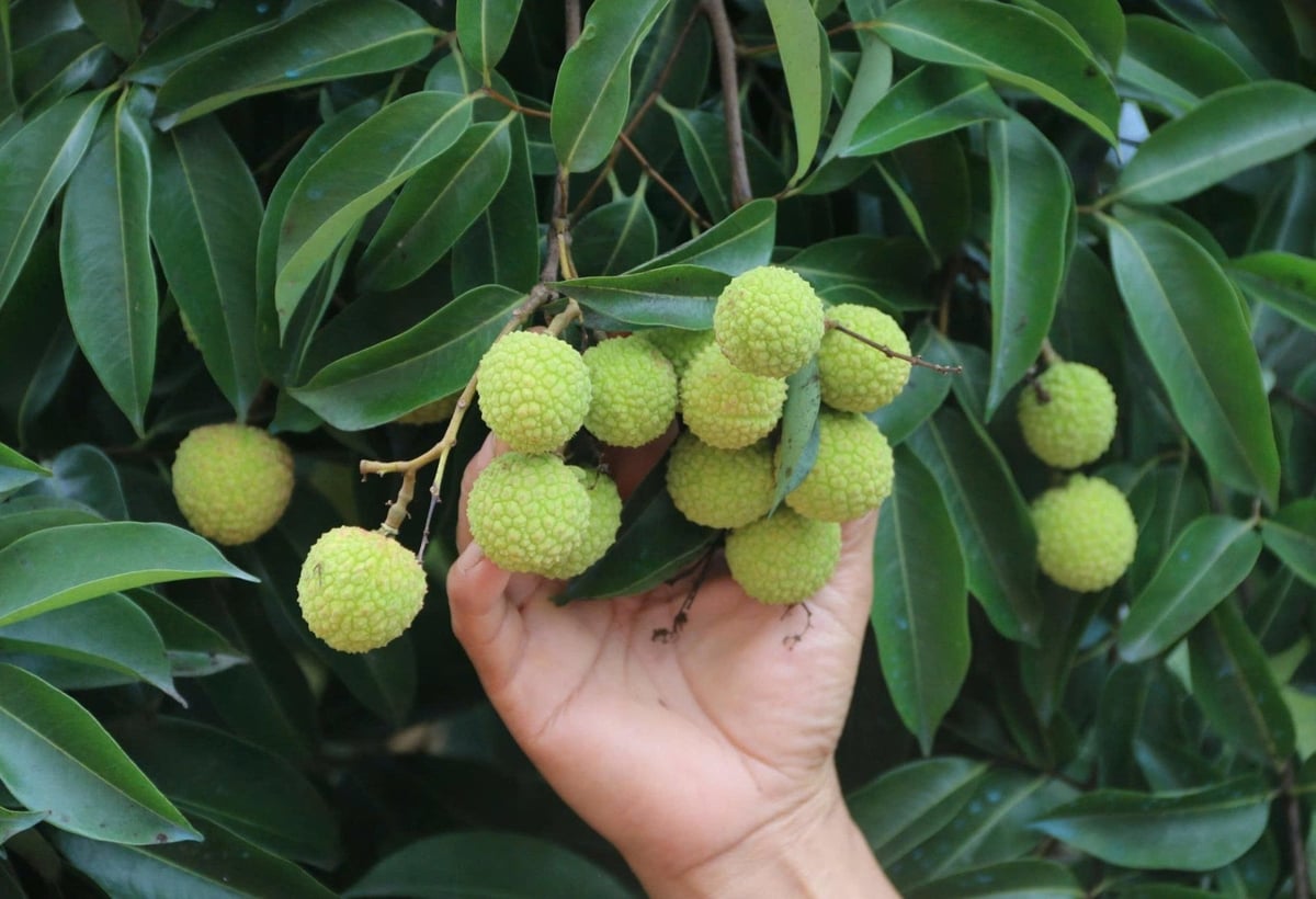 Vải thiều lục Ngạn có độ ngọt cao, thơm, mẫu mã đẹp. Ảnh: Hoàng Phong. Vải thiều lục Ngạn có độ ngọt cao, thơm, mẫu mã đẹp. Ảnh: Hoàng Phong.