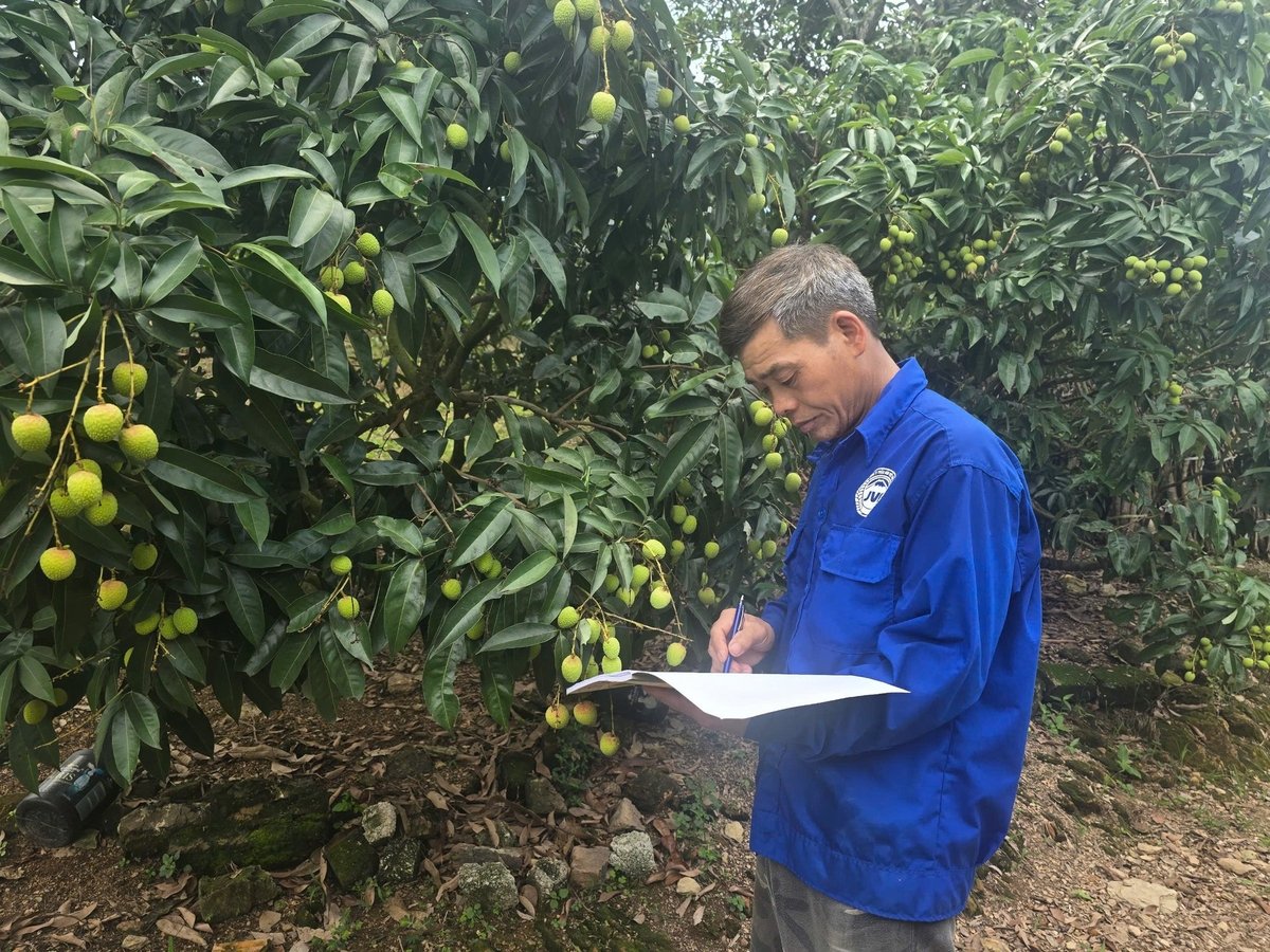 Việc bón phân, phun thuốc hay có bất cứ hoạt động gì đến cây vải ông Ninh Văn Thi đều ghi vào sổ nhật ký để theo dõi, đảm bảo làm chuẩn theo khuyến cáo của cơ quan chuyên môn. Ảnh: Đinh Mười. Việc bón phân, phun thuốc hay có bất cứ hoạt động gì đến cây vải ông Ninh Văn Thi đều ghi vào sổ nhật ký để theo dõi, đảm bảo làm chuẩn theo khuyến cáo của cơ quan chuyên môn. Ảnh: Đinh Mười.