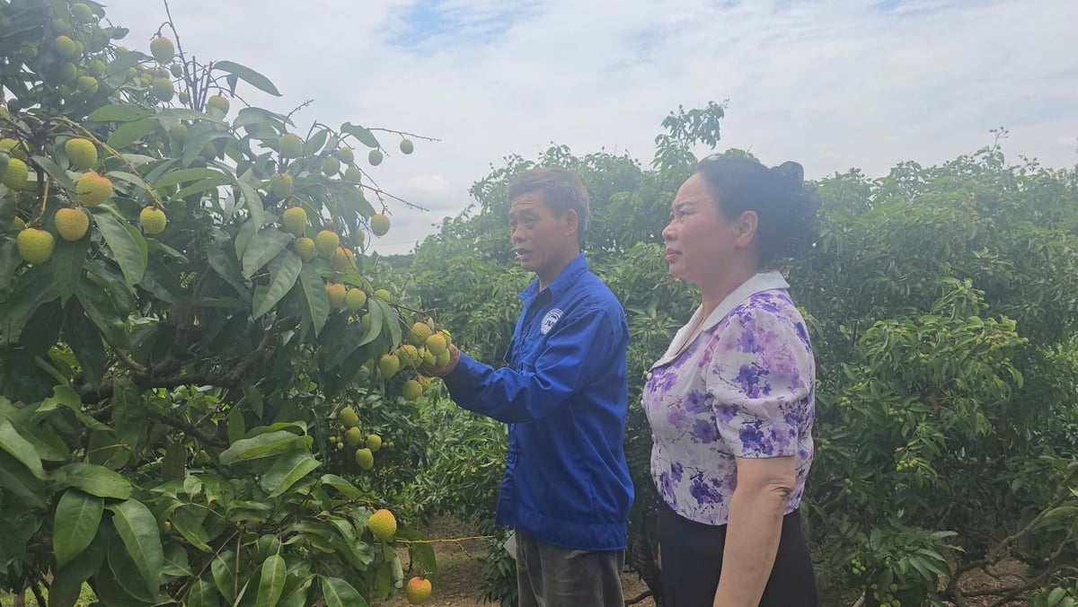 Bà Hoàng Thị Liên - Phó Chủ tịch UBND xã Kiên Lao nắm bắt tình hình chuẩn bị tiêu thụ vải năm 2025 tại vườn gia đình ông Ninh Văn Thi (thôn Ao Keo). Ảnh: Đinh Mười. Bà Hoàng Thị Liên - Phó Chủ tịch UBND xã Kiên Lao nắm bắt tình hình chuẩn bị tiêu thụ vải năm 2025 tại vườn gia đình ông Ninh Văn Thi (thôn Ao Keo). Ảnh: Đinh Mười.