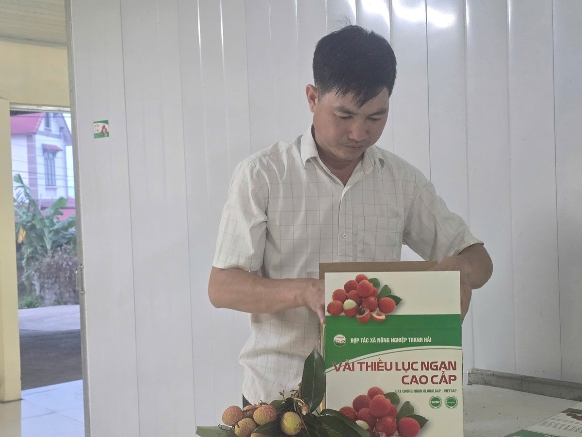 Thị xã Chũ (Bắc Giang) duy trì 20 cơ sở đóng gói đạt chuẩn phục vụ xuất khẩu vải thiều. Ảnh: Phạm Minh. Thị xã Chũ (Bắc Giang) duy trì 20 cơ sở đóng gói đạt chuẩn phục vụ xuất khẩu vải thiều. Ảnh: Phạm Minh.