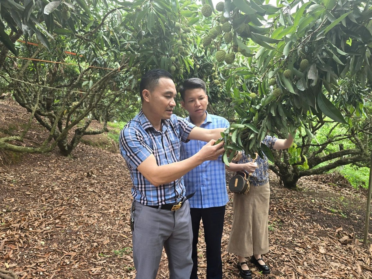 Cán bộ kỹ thuật nông nghiệp phường Hồng Giang (thị xã Chũ) hướng dẫn bà con đánh giá sự tăng trưởng của quả vải. Ảnh: Đinh Mười. Cán bộ kỹ thuật nông nghiệp phường Hồng Giang (thị xã Chũ) hướng dẫn bà con đánh giá sự tăng trưởng của quả vải. Ảnh: Đinh Mười.