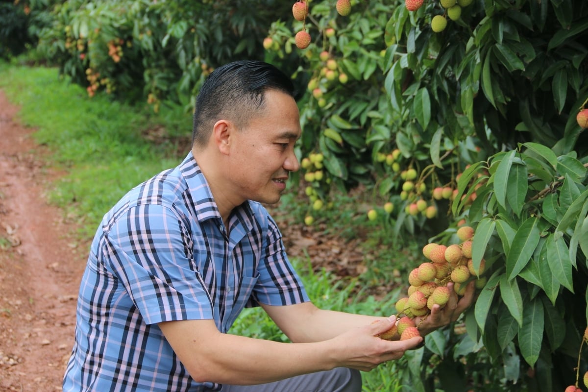 Ông Bùi Đức Văn - Chủ tịch UBND phường Hồng Giang kiểm tra vườn trồng vải nhằm nắm bắt tình hình sản xuất cũng như các vấn đề phát sinh để kịp thời đưa ra các giải pháp hỗ trợ cho người dân. Ảnh: Hoàng Phong. Ông Bùi Đức Văn - Chủ tịch UBND phường Hồng Giang kiểm tra vườn trồng vải nhằm nắm bắt tình hình sản xuất cũng như các vấn đề phát sinh để kịp thời đưa ra các giải pháp hỗ trợ cho người dân. Ảnh: Hoàng Phong.