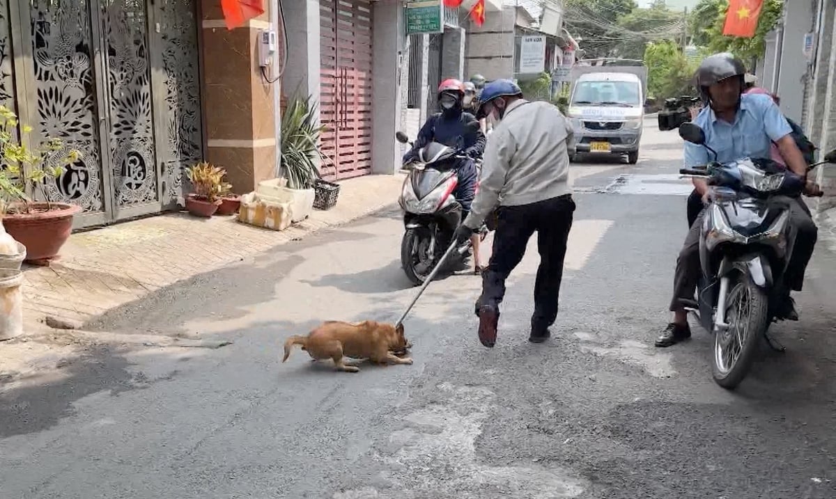 Tình trạng chó thả rông tại Đồng Nai còn khá phổ biến là nguyên nhân chính để xảy ra nhiều ổ bệnh dại trên địa bàn. Ảnh: Lê Bình.