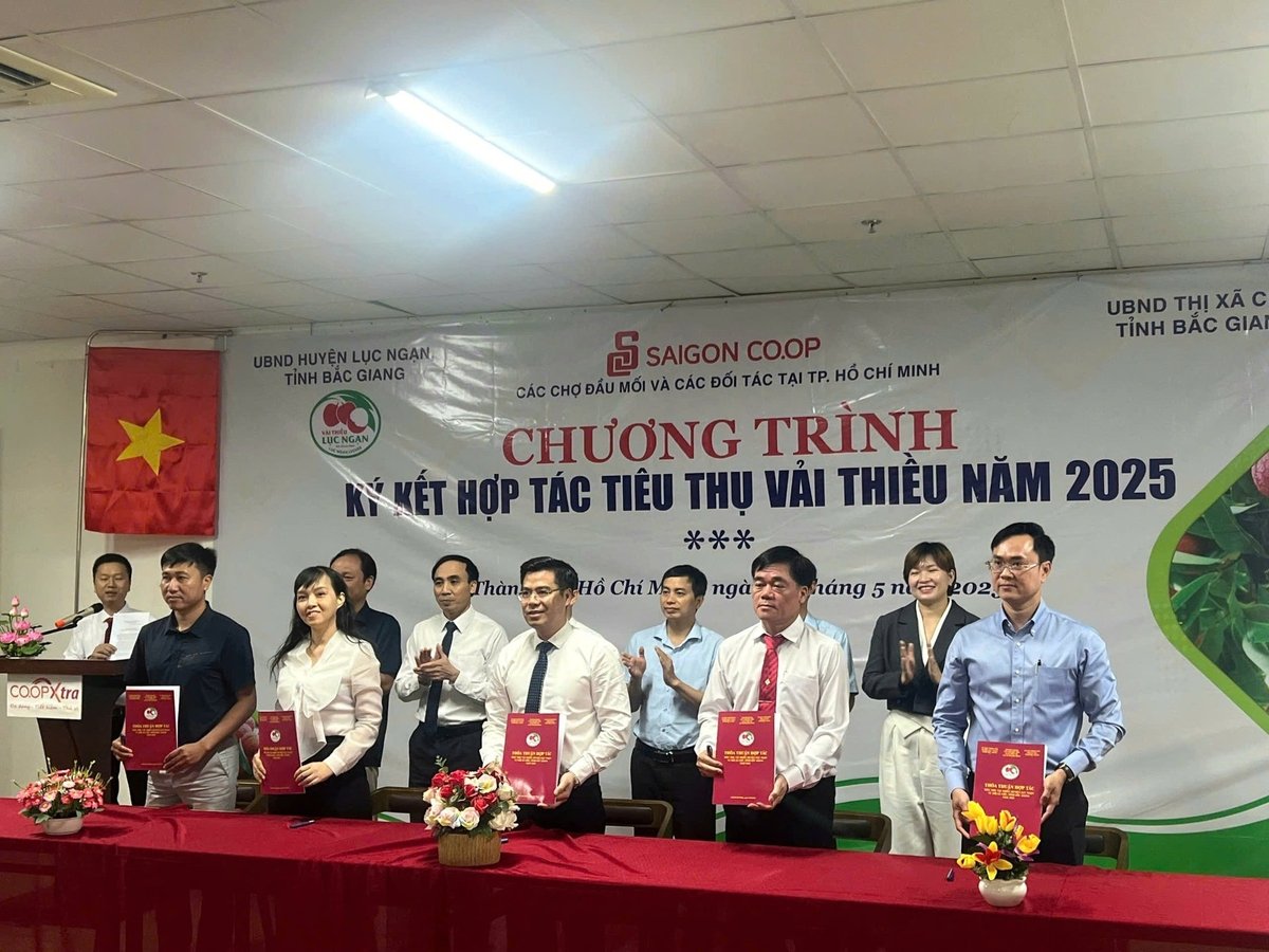 UBND thị xã Chũ cùng với UBND huyện Lục Ngạn và các doanh nghiệp xúc tiến tiêu thụ vải thiều tại TP Hồ Chí Minh vào cuối tháng 5/2025. Ảnh: Cộng tác viên. UBND thị xã Chũ cùng với UBND huyện Lục Ngạn và các doanh nghiệp xúc tiến tiêu thụ vải thiều tại TP Hồ Chí Minh vào cuối tháng 5/2025. Ảnh: Cộng tác viên.
