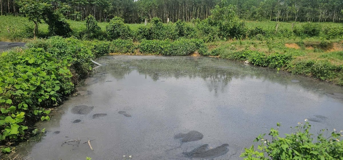 Ao nước thải của trang trại lợn không được lót bạt đáy, bốc mùi thối nồng nặc. Ảnh: Quốc Toản. Ao nước thải của trang trại lợn không được lót bạt đáy, bốc mùi thối nồng nặc. Ảnh: Quốc Toản.