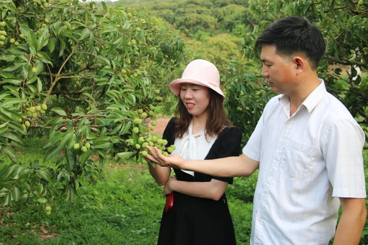 Ông Ngô Văn Liên – Giám đốc HTX Nông nghiệp Thanh Hải cùng đối tác kiểm tra chất lượng vài vùng xuất khẩu. Ảnh: Đinh Mười. Ông Ngô Văn Liên – Giám đốc HTX Nông nghiệp Thanh Hải cùng đối tác kiểm tra chất lượng vài vùng xuất khẩu. Ảnh: Đinh Mười.
