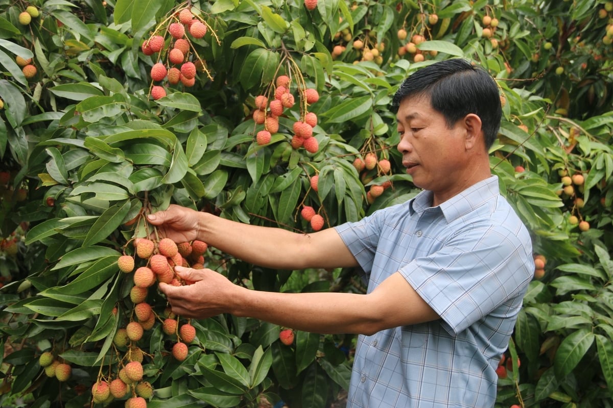 Ông Đặng Văn Phú, chủ vườn vải tổ dân phố Chính, phường Hồng Giang có nhiều năm liên tiếp 'trúng mánh'. Ảnh: Đinh Mười. Ông Đặng Văn Phú, chủ vườn vải tổ dân phố Chính, phường Hồng Giang có nhiều năm liên tiếp 'trúng mánh'. Ảnh: Đinh Mười.