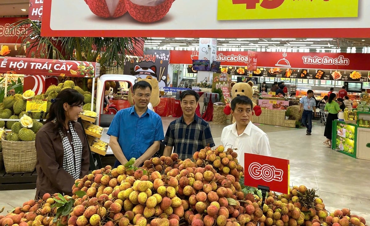Vải thiều của người dân thị xã Chũ được bày bán tại siêu thị ở TP Hồ Chí Minh. Ảnh: Cộng tác viên. Vải thiều của người dân thị xã Chũ được bày bán tại siêu thị ở TP Hồ Chí Minh. Ảnh: Cộng tác viên.