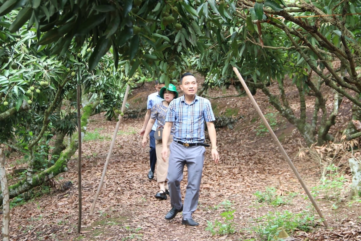 Chủ tịch UBND phường Hồng Giang cùng cán bộ Trung tâm Dịch vụ - Kỹ thuật nông nghiệp thị xã Chũ kiểm tra công tác chuẩn bị vào vụ tại một hộ dân trồng vải lớn trên địa bàn. Ảnh: Đinh Mười.