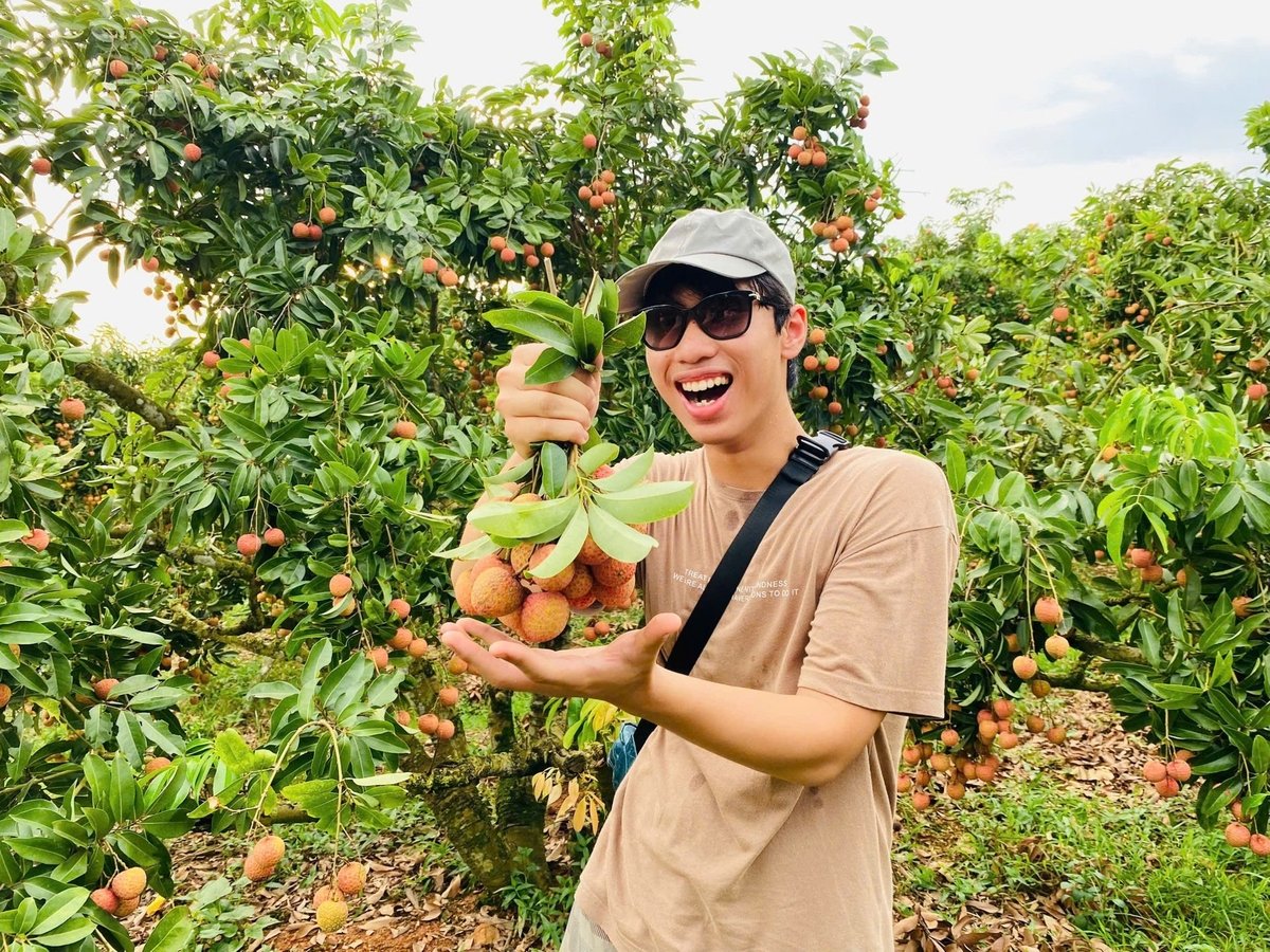 Những chùm vải chín đỏ giữa những cành đồng bát ngát bỗng nhiên trở nên có sức hút níu chân khách du lịch. Ảnh: Đinh Mười. Những chùm vải chín đỏ giữa những cành đồng bát ngát bỗng nhiên trở nên có sức hút níu chân khách du lịch. Ảnh: Đinh Mười.