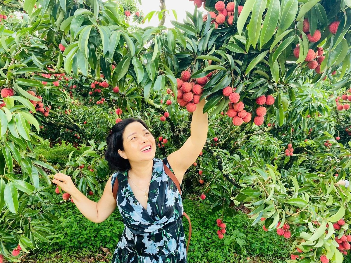 Vải thiều vùng thị xã Chũ đã khẳng định được thương hiệu và chất lượng, vấn đề còn lại là làm thế nào để vươn xa hơn trên thị trường quốc tế. Ảnh: Đinh Mười. Vải thiều vùng thị xã Chũ đã khẳng định được thương hiệu và chất lượng, vấn đề còn lại là làm thế nào để vươn xa hơn trên thị trường quốc tế. Ảnh: Đinh Mười.